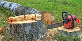 Best Fruit Tree Pruning  in Port Hadlock Irondale, WA
