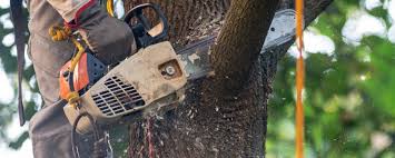 Professional Tree Care in Port Hadlock Irondale, WA
