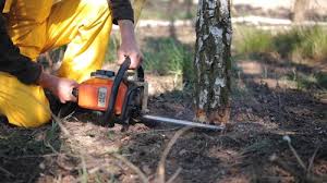Best Lawn Disease Treatment  in Port Hadlock Irondale, WA