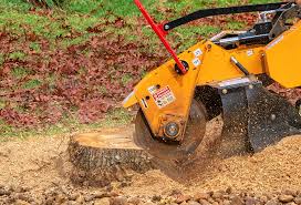 Best Root Management and Removal  in Port Hadlock Irondale, WA
