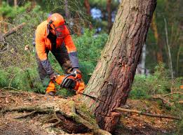 Best Palm Tree Trimming  in Port Hadlock Irondale, WA