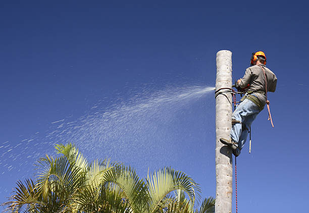 Best Tree Health Inspection  in Port Hadlock Irondale, WA