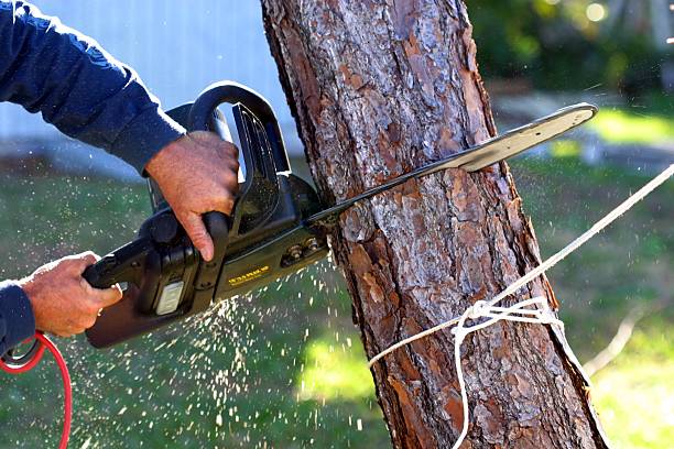 Best Tree Cabling and Bracing  in Port Hadlock Irondale, WA