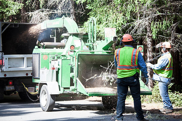 Best Emergency Tree Removal  in Port Hadlock Irondale, WA