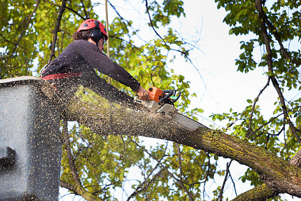 Best Arborist Consultation Services  in Port Hadlock Irondale, WA