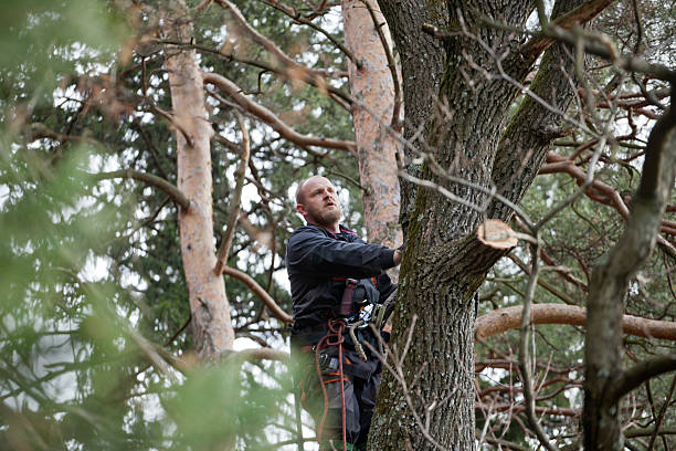 Best Hazardous Tree Removal  in Port Hadlock Irondale, WA