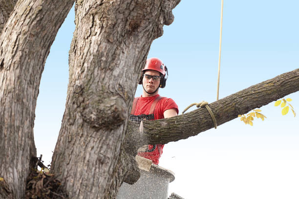 Best Pest Control for Lawns  in Port Hadlock Irondale, WA