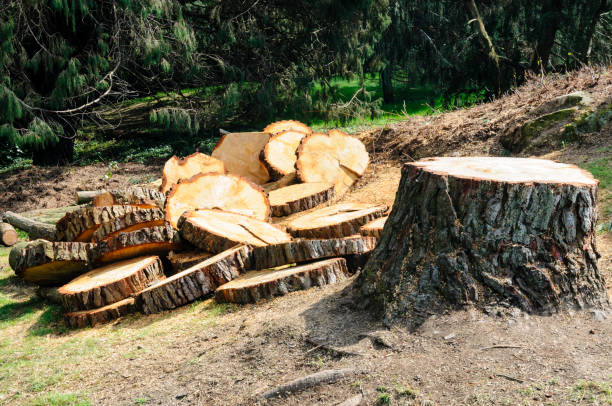 Best Grass Overseeding  in Port Hadlock Irondale, WA